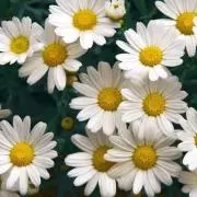デイジー◌ ͙❁˚の画像
