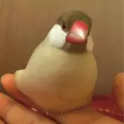 おぶん