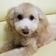 Curleyの画像