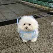 ooの画像