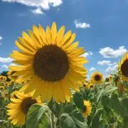 ひまわりの画像