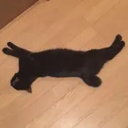 メグの画像