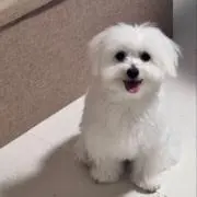 エヌビの画像