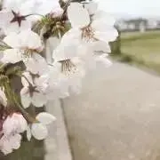 ももの画像