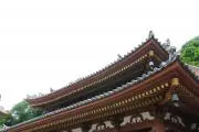 蓮の画像