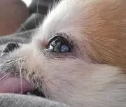 よこびの画像