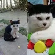 グログロ