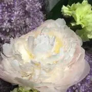 はなの画像
