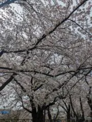 Hartの画像