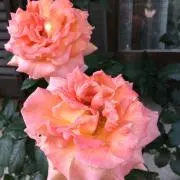 COBOの画像