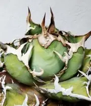 AGAVE LOVERの画像