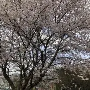 桜子。