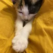 ネコネコ 値下げ交渉⭕️
