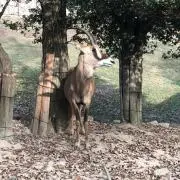 JJJの画像