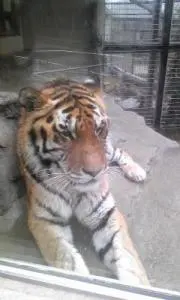 ベターブ　マネンドラ　シン