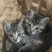 みんと