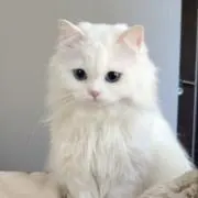 nyamの画像