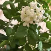 treasiousの画像