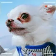 てん(ФωФ)