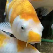 もちき