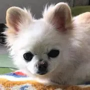 ほのまろのこ