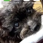 妖狐の画像