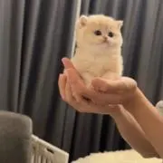 ぴぴの画像