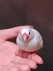 アップルパイ