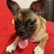 minmiの画像