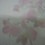 ひろの画像