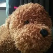 ここあの画像