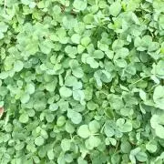 のこ⭐︎の画像
