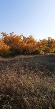 やんの画像