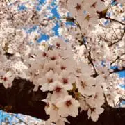 sakuraの画像