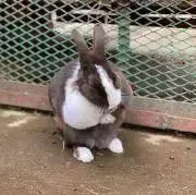 にこの画像
