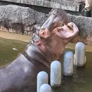 かばの画像