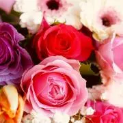 薔薇の画像