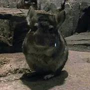 チンチラ