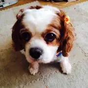 ティアラ