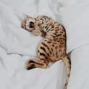 mmmの画像