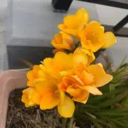 みゆきの画像