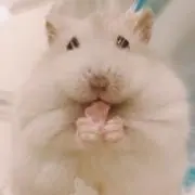 Kupeの画像