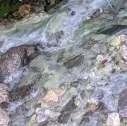 シャンパン