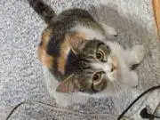 ねいのうの画像