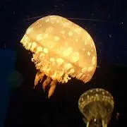 まとろの画像