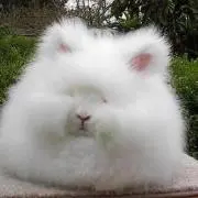 MADE IN HASE.