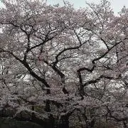 Risaaaの画像