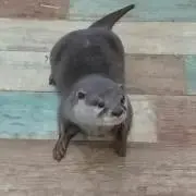 ベビウソの画像