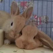 きなこ♡の画像