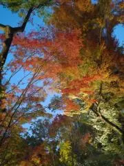 メイの画像